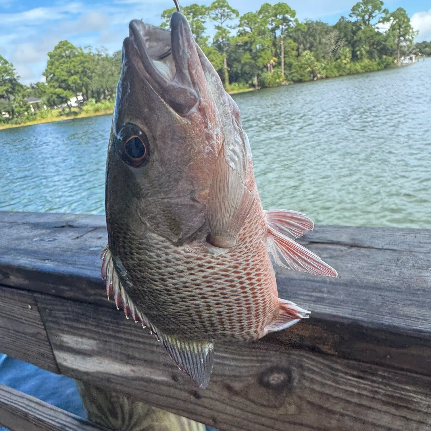 Mangrove snapper caught on Fishbrain