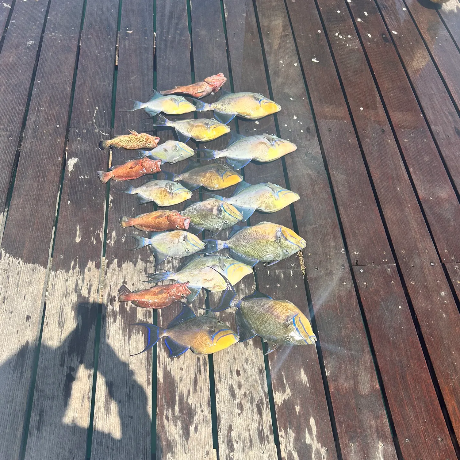 The most recent Queen triggerfish catches on Fishbrain