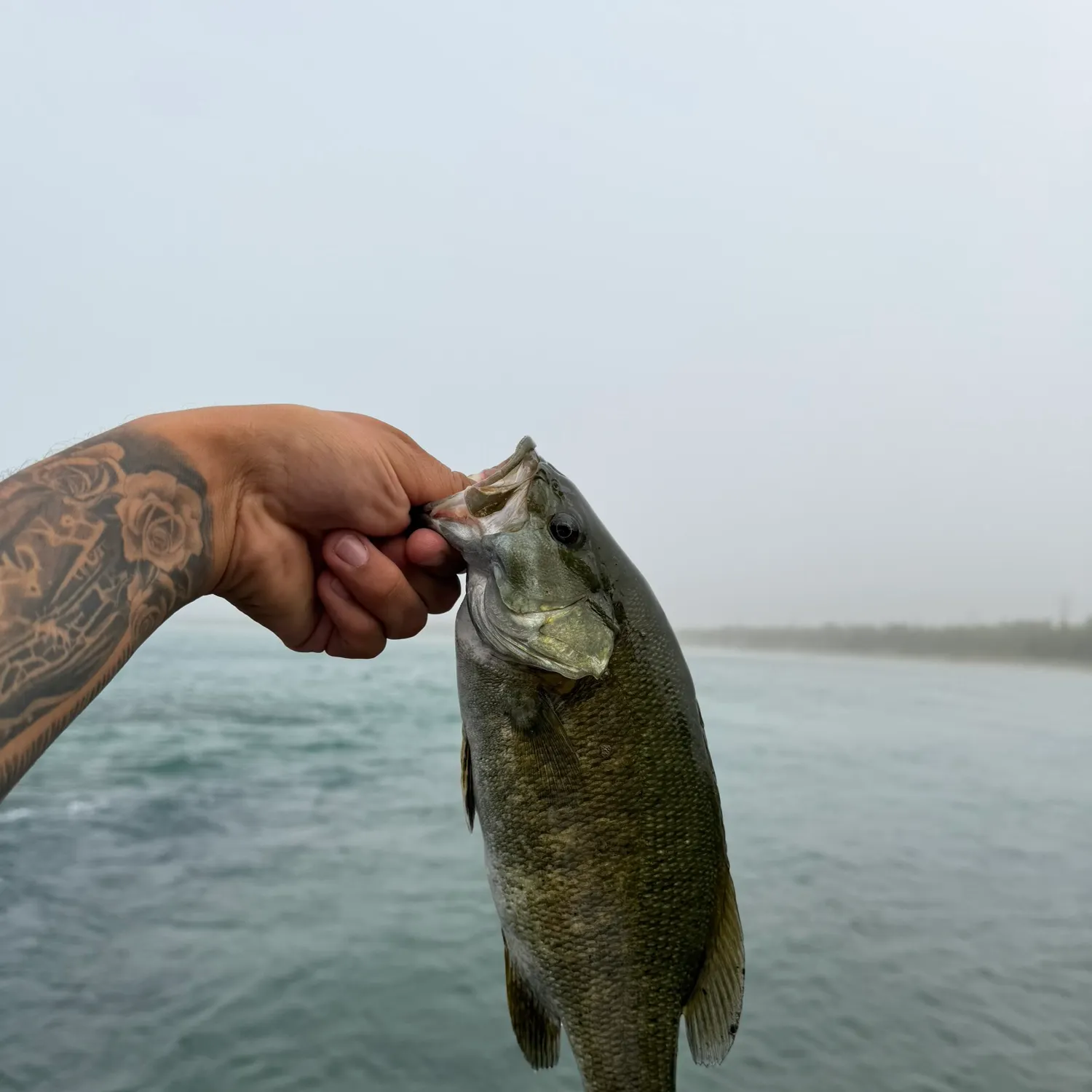 Smallmouth bass caught on Fishbrain