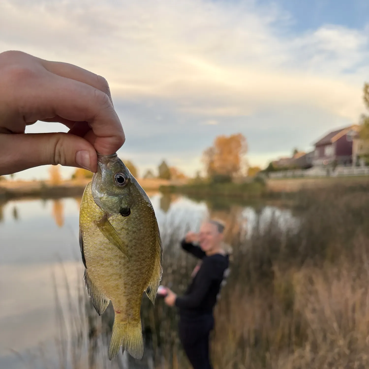 Bluegill caught on Fishbrain