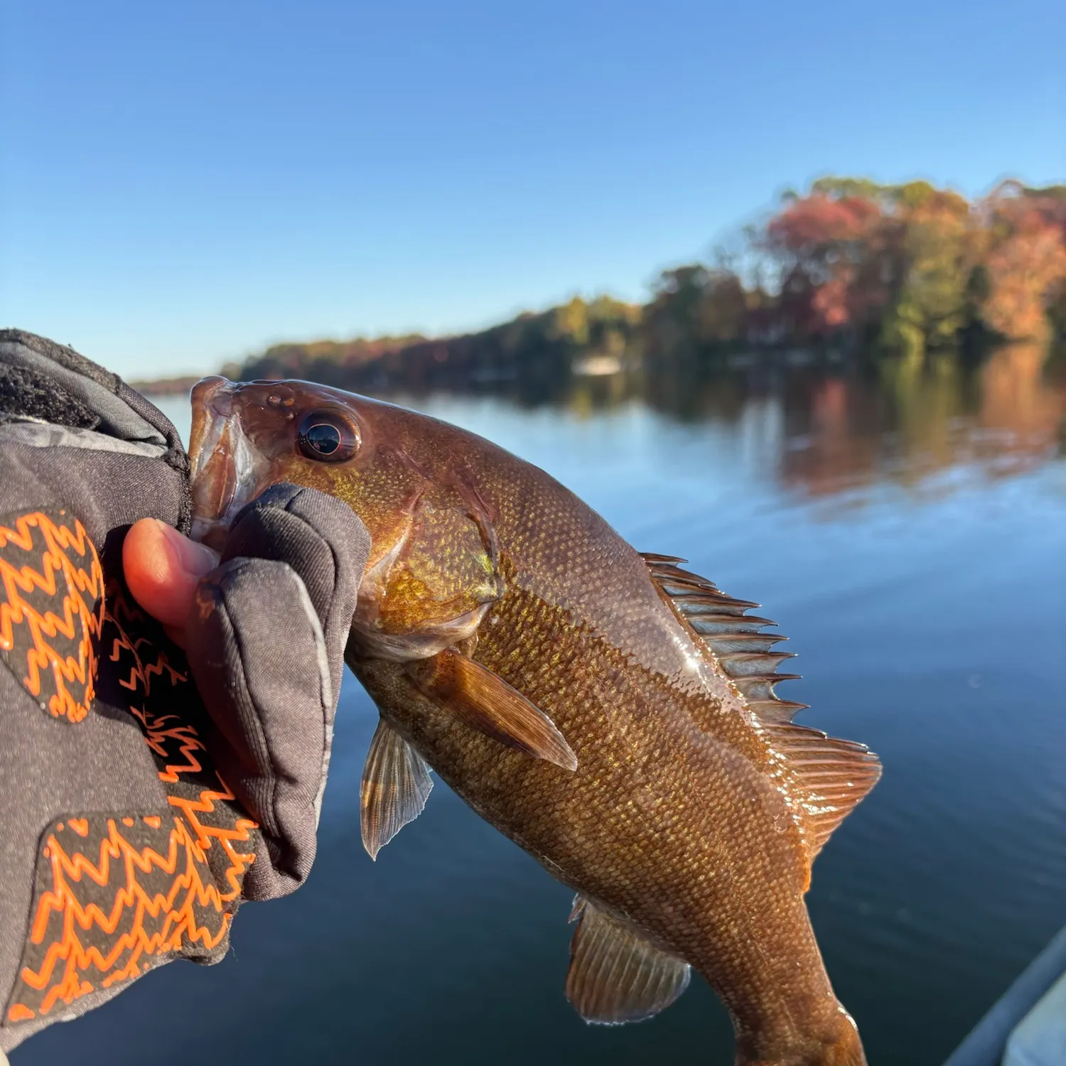 Smallmouth bass caught on Fishbrain