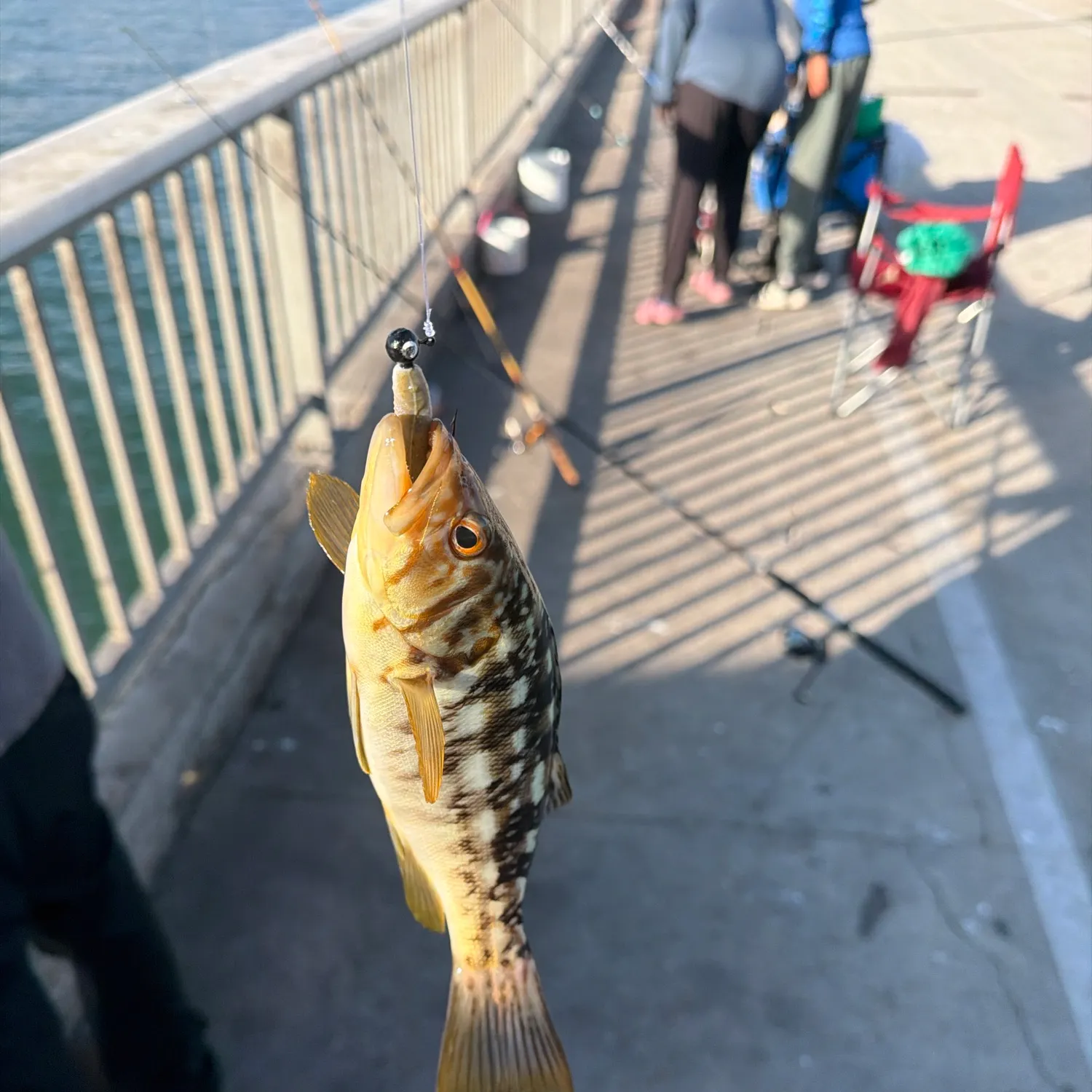 Fish caught on Fishbrain