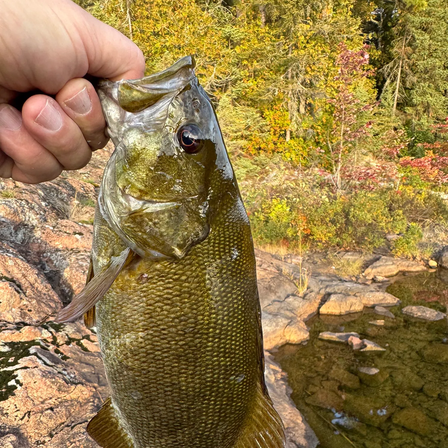 Smallmouth bass caught on Fishbrain