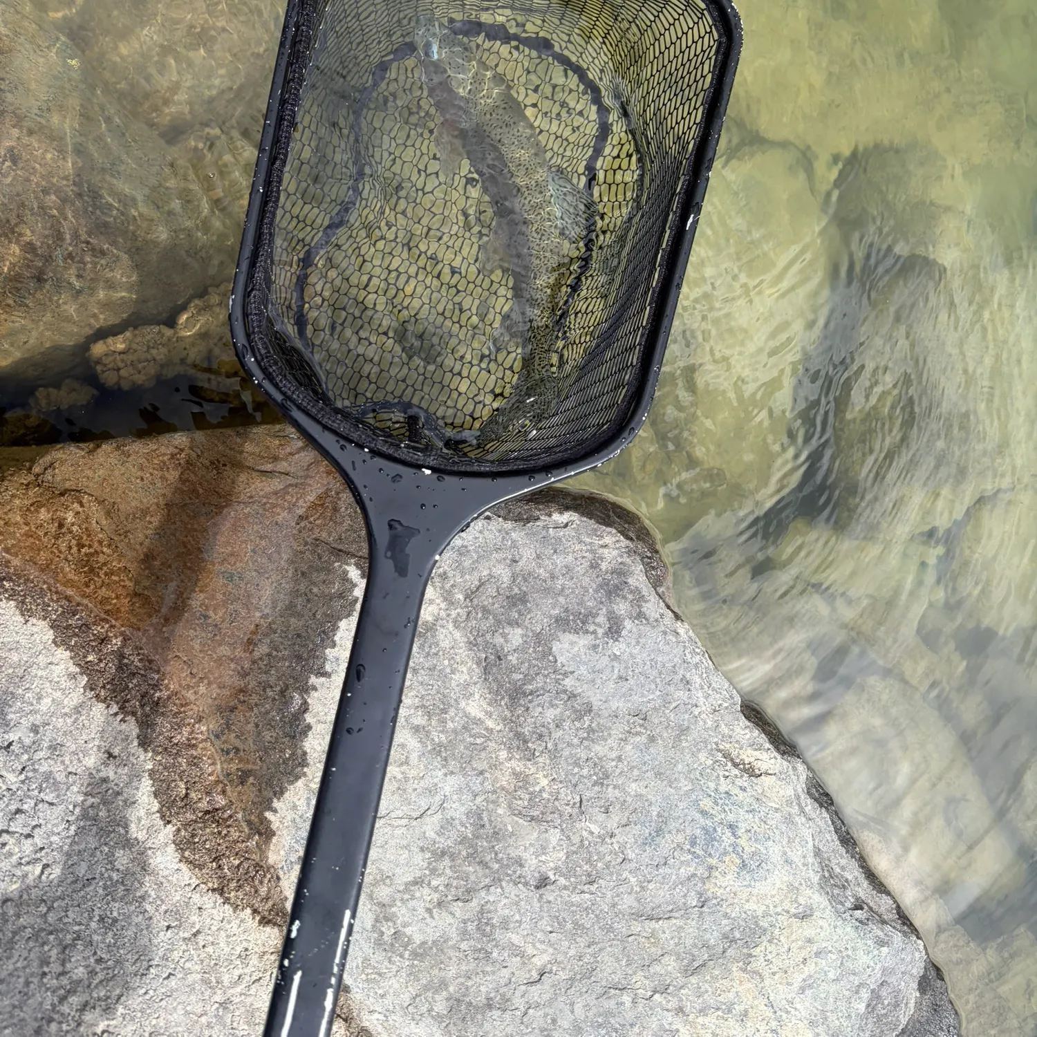 The most recent Lake char catches on Fishbrain