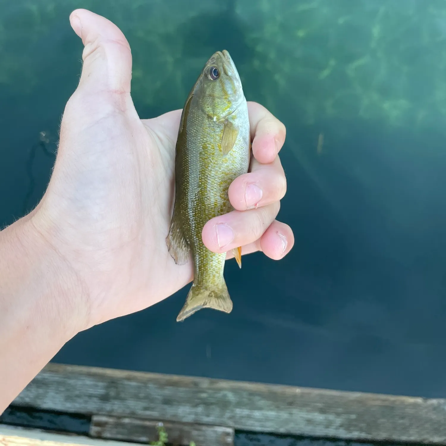 Smallmouth bass caught on Fishbrain
