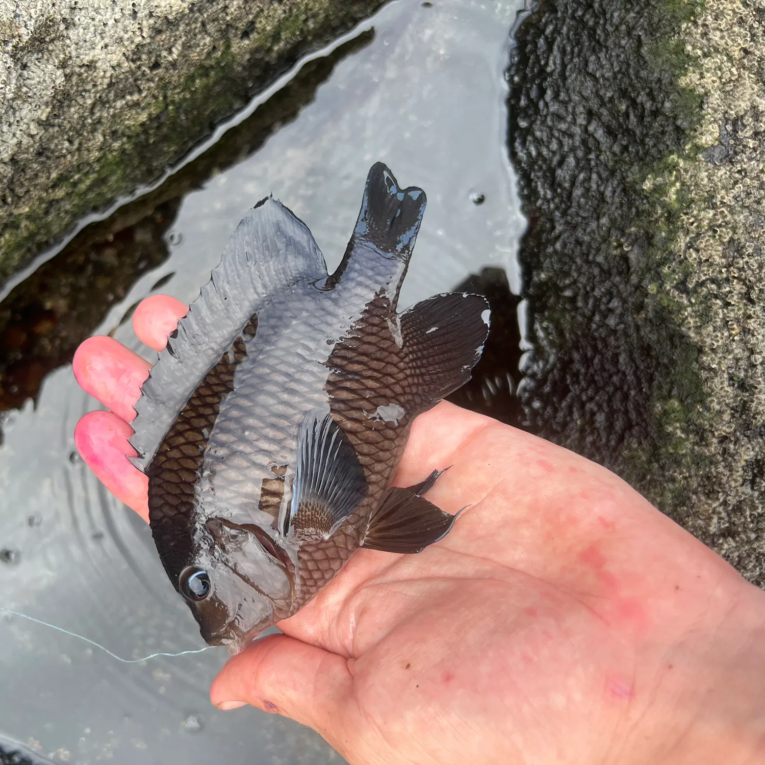 most liked catch image