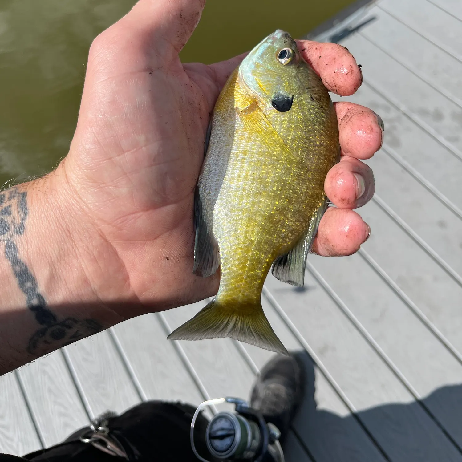 Bluegill caught on Fishbrain