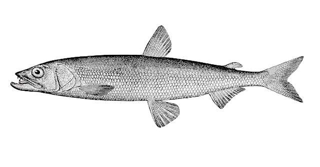 Arctic rainbow smelt