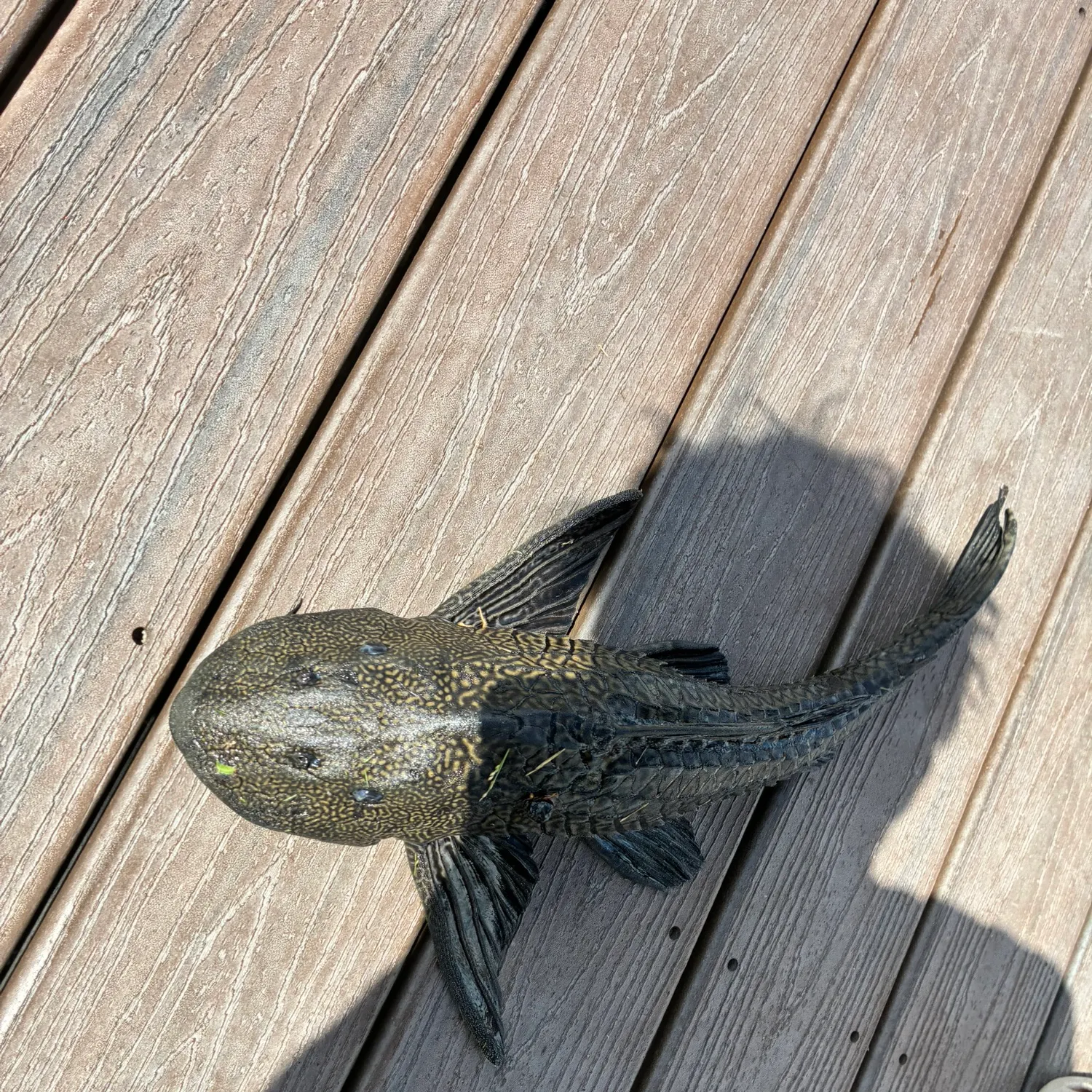 Suckermouth catfish caught on Fishbrain