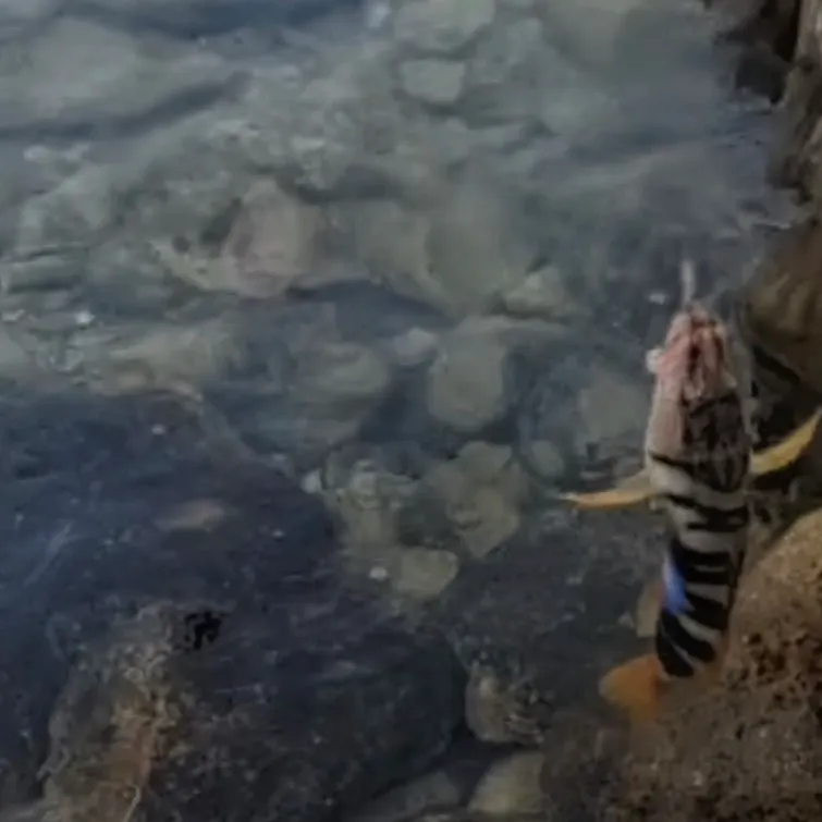 European perch caught on Fishbrain