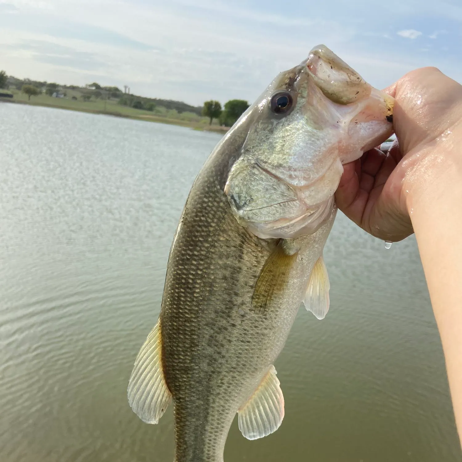 angler catch