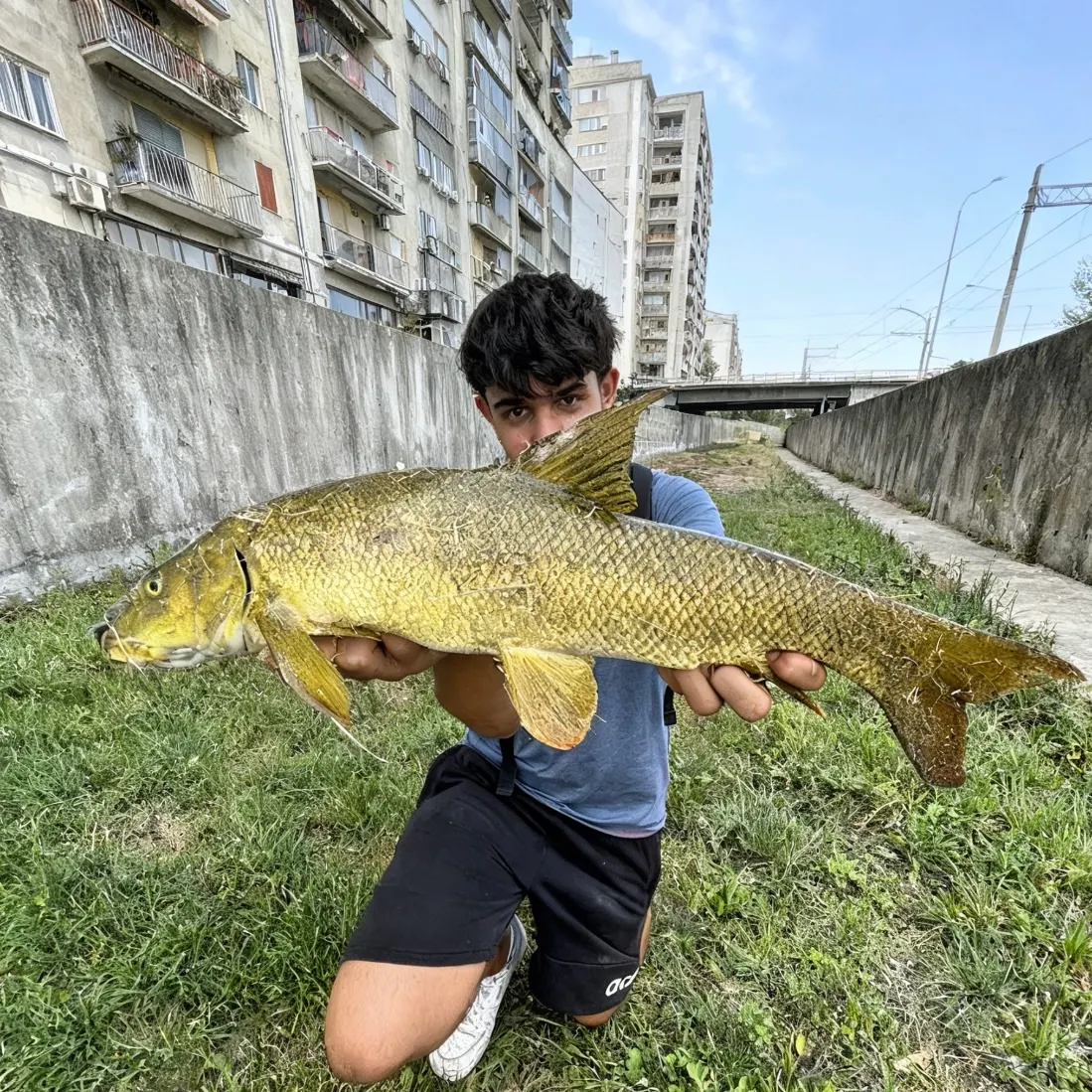 The most recent Common barbel catches on Fishbrain