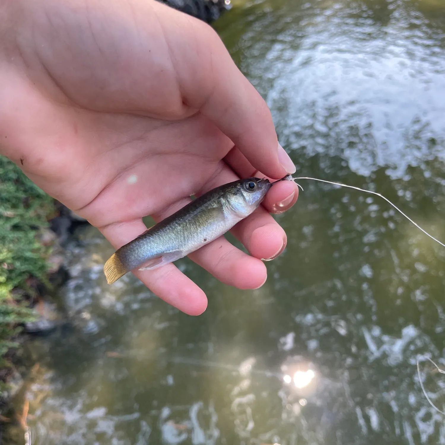 Mummichog caught on Fishbrain