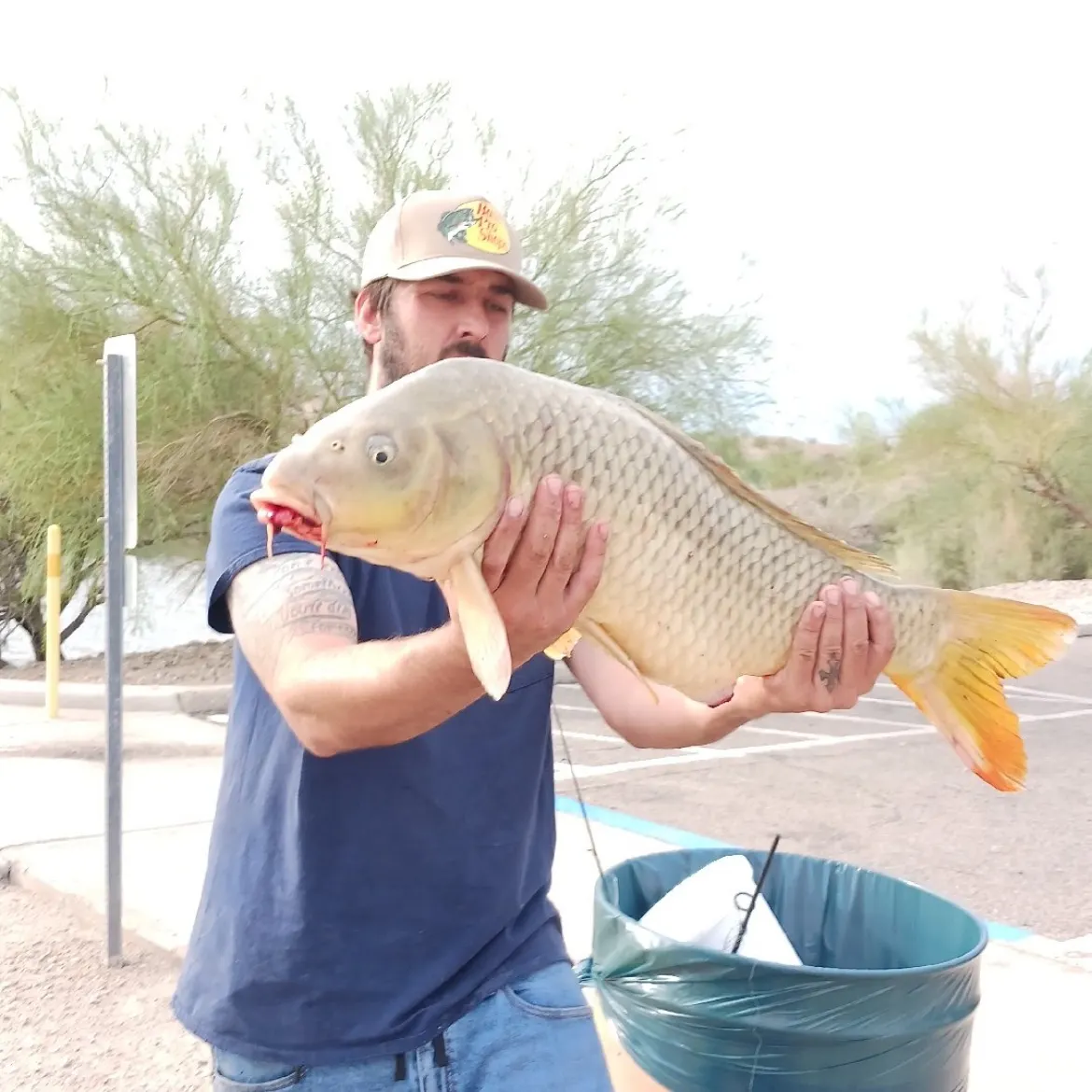 Common carp caught on Fishbrain