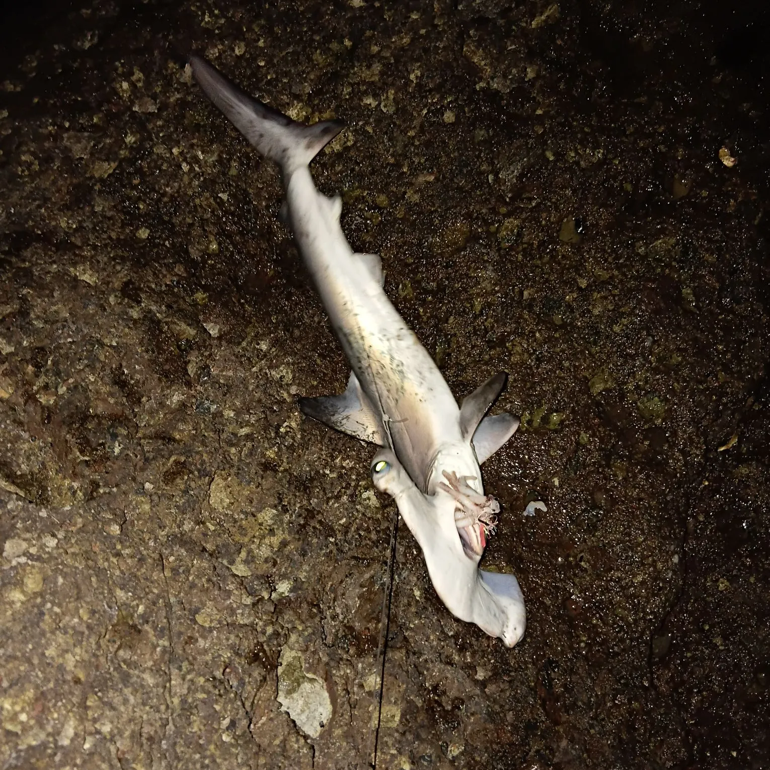 The most recent Great hammerhead shark catches on Fishbrain