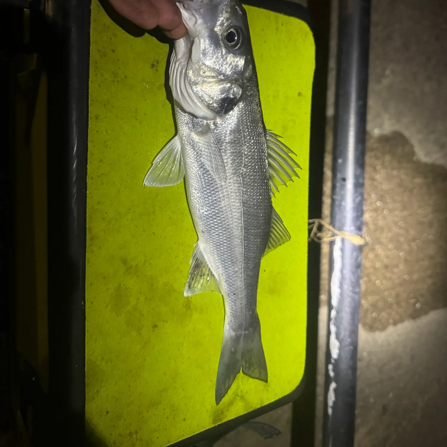 The most recent European seabass catches on Fishbrain