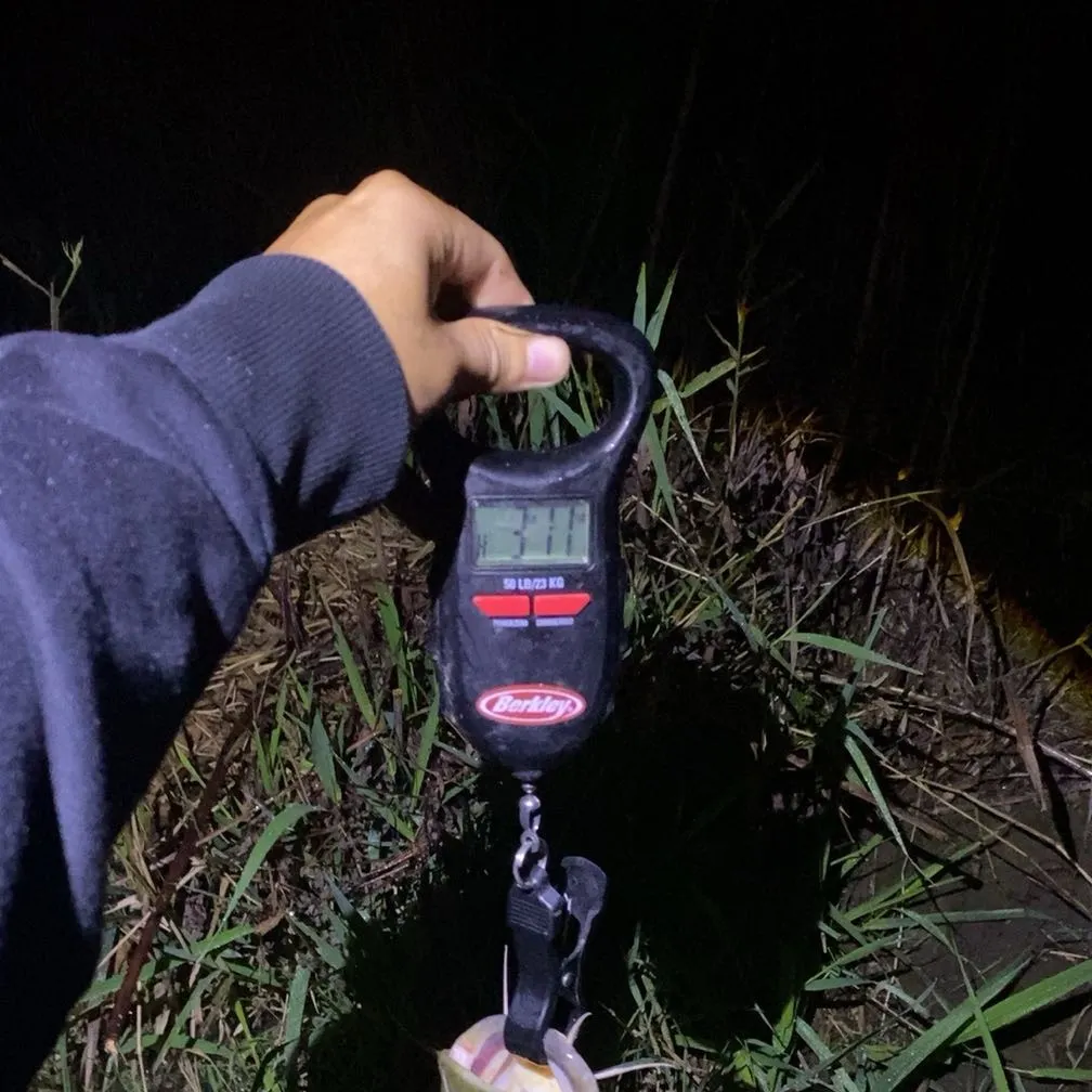 Flathead catfish caught on Fishbrain