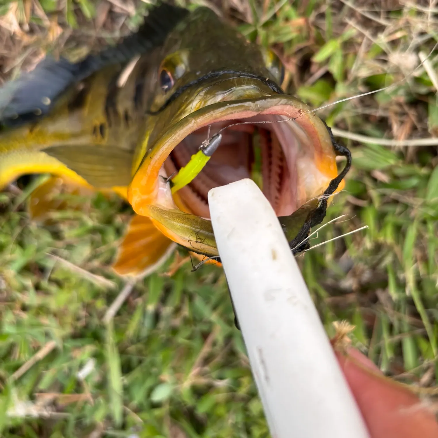 The most recent Monoculus peacock bass catches on Fishbrain