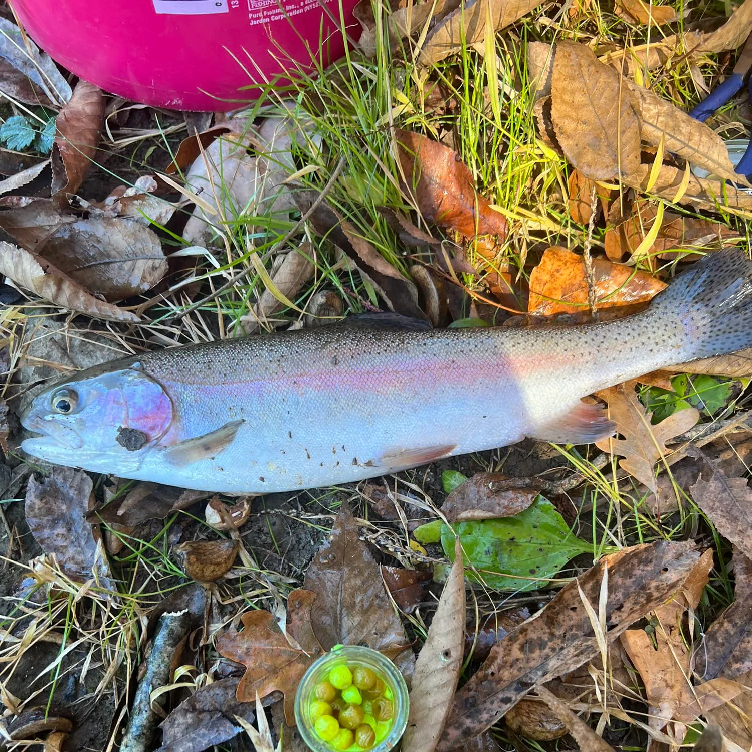 Rainbow trout caught on Fishbrain
