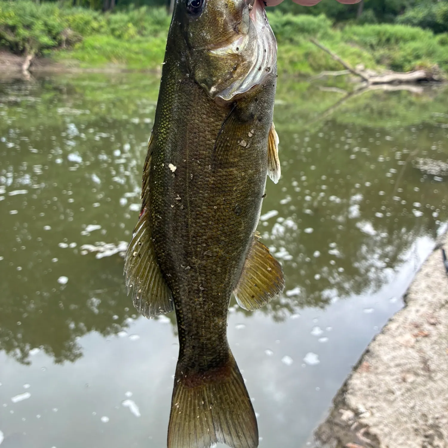 Smallmouth bass caught on Fishbrain