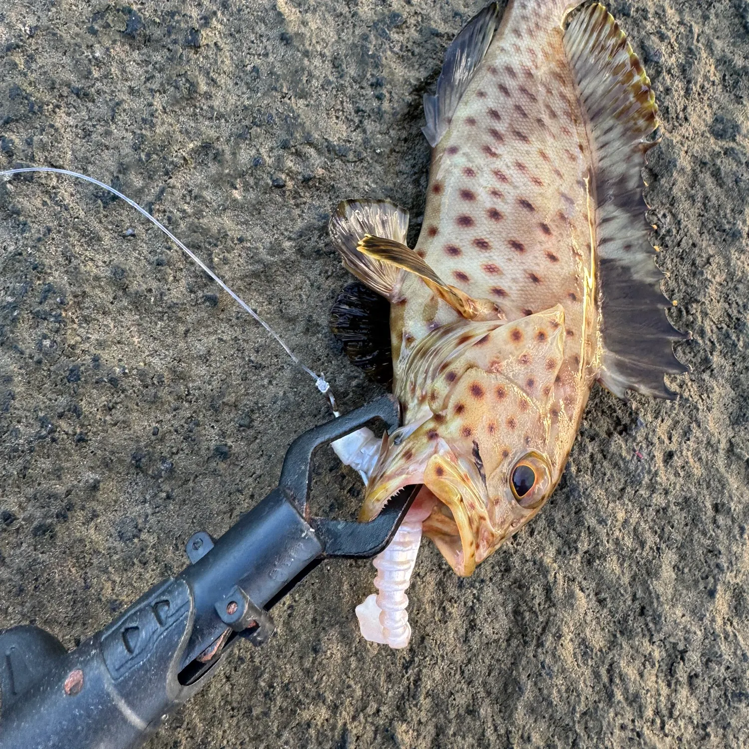 The most recent Greasy grouper catches on Fishbrain