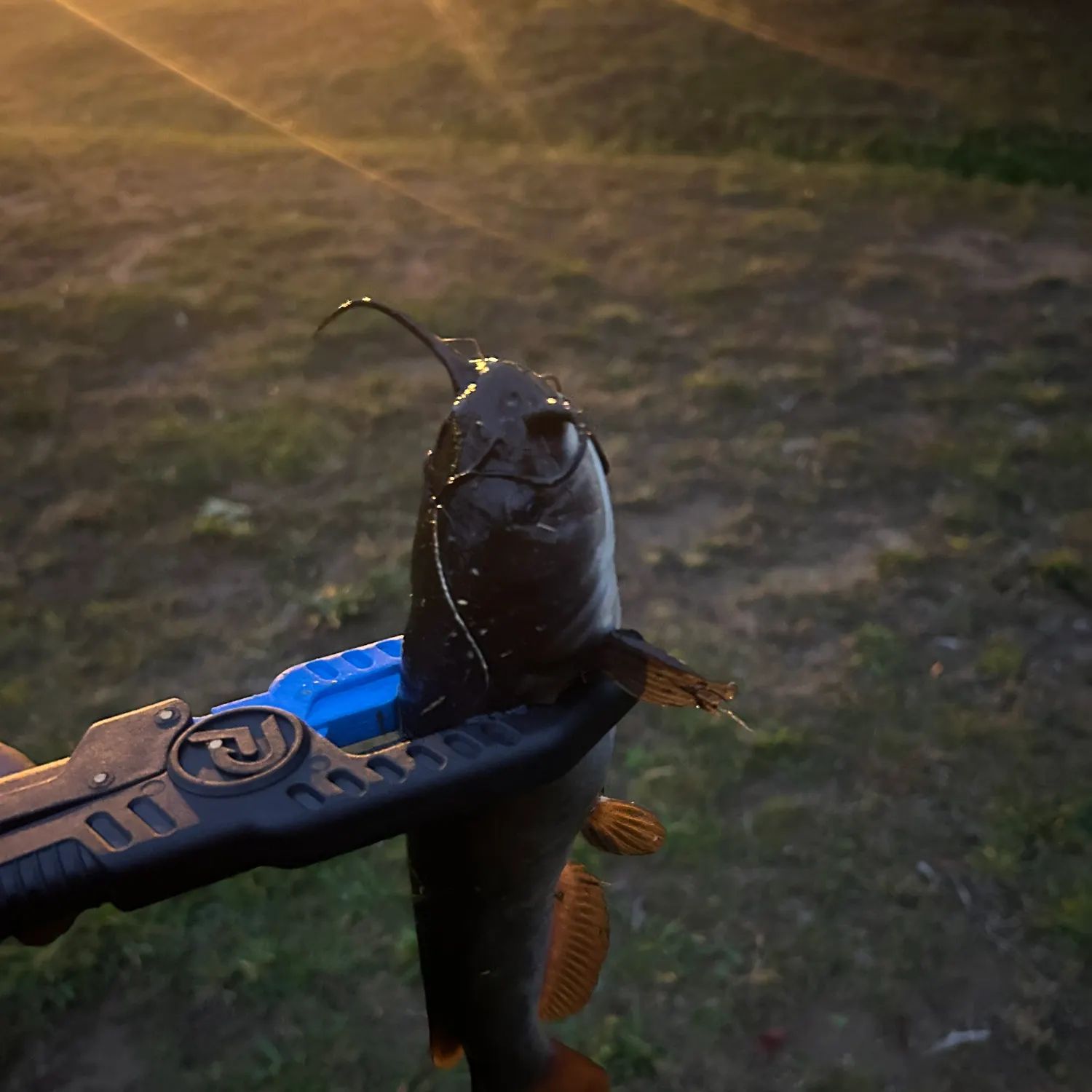Black bullhead caught on Fishbrain