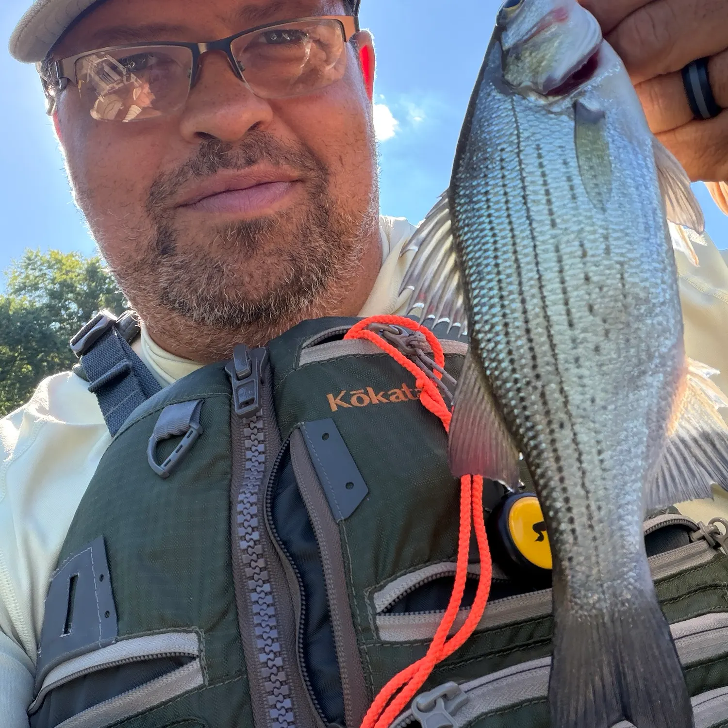 White bass caught on Fishbrain