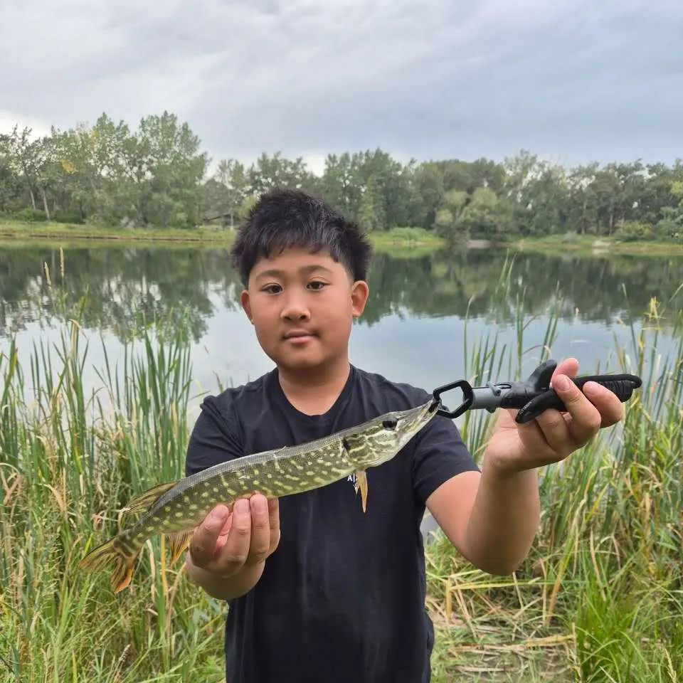 Northern pike caught on Fishbrain
