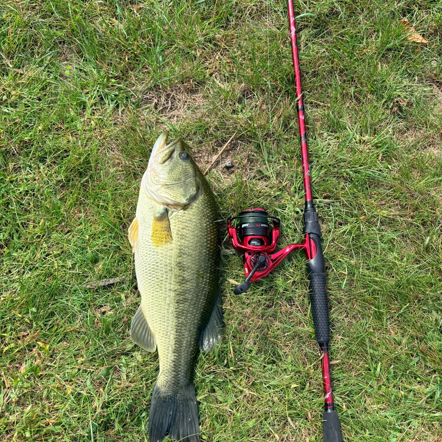 Largemouth bass caught on Fishbrain
