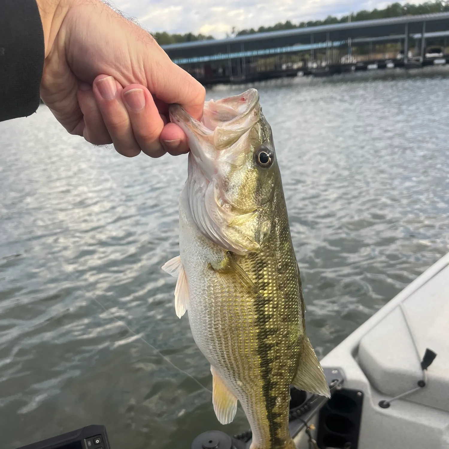 Spotted bass caught on Fishbrain