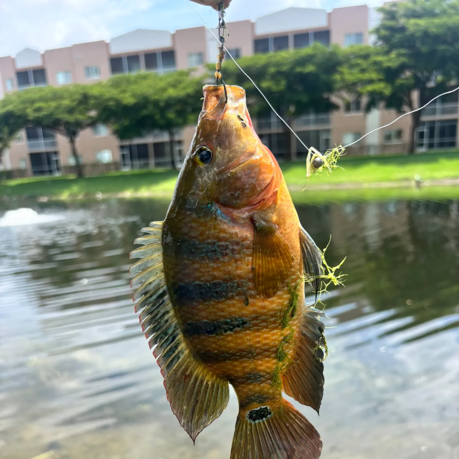 Mayan cichlid caught on Fishbrain