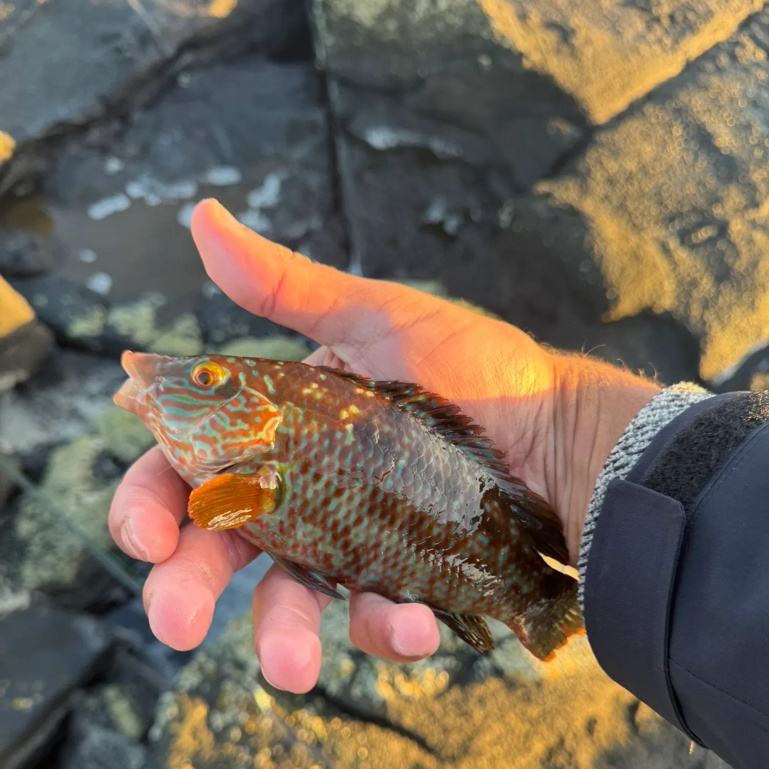 The most recent Corkwing wrasse catches on Fishbrain