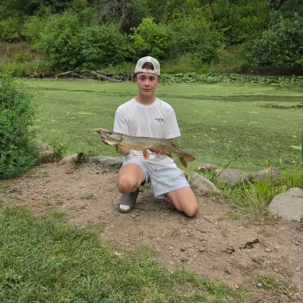 Northern pike caught on Fishbrain