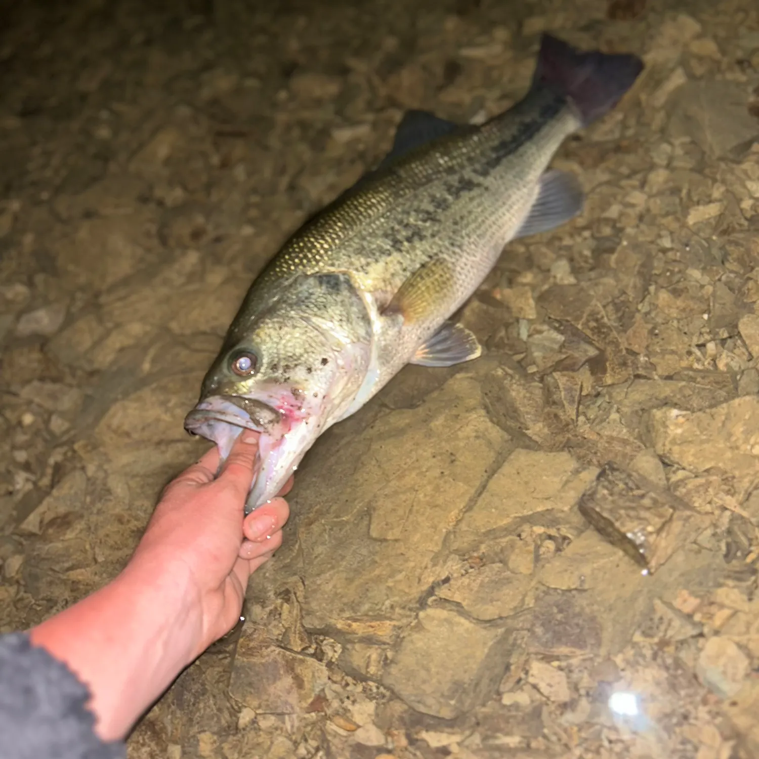 Largemouth bass caught on Fishbrain
