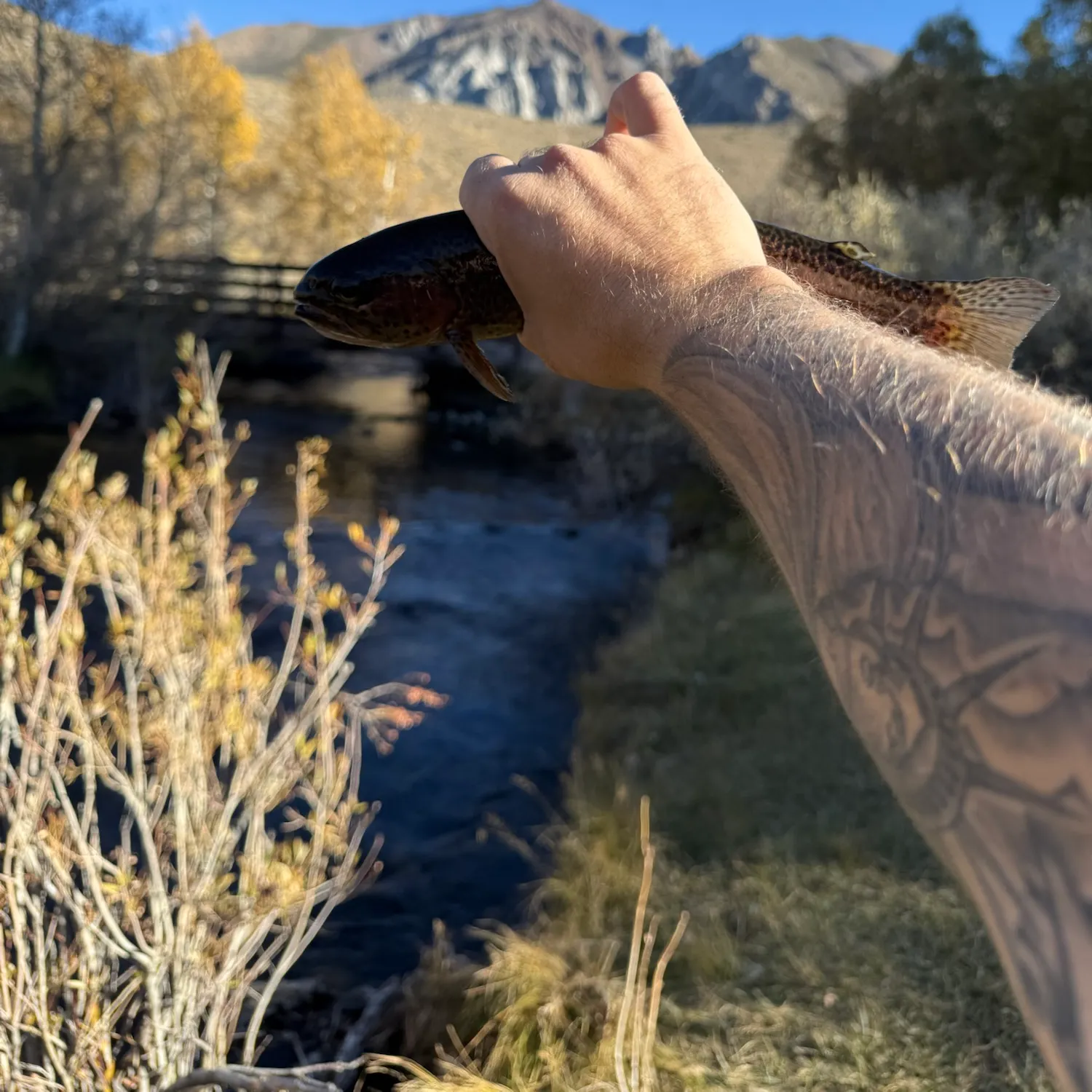 Rainbow trout caught on Fishbrain
