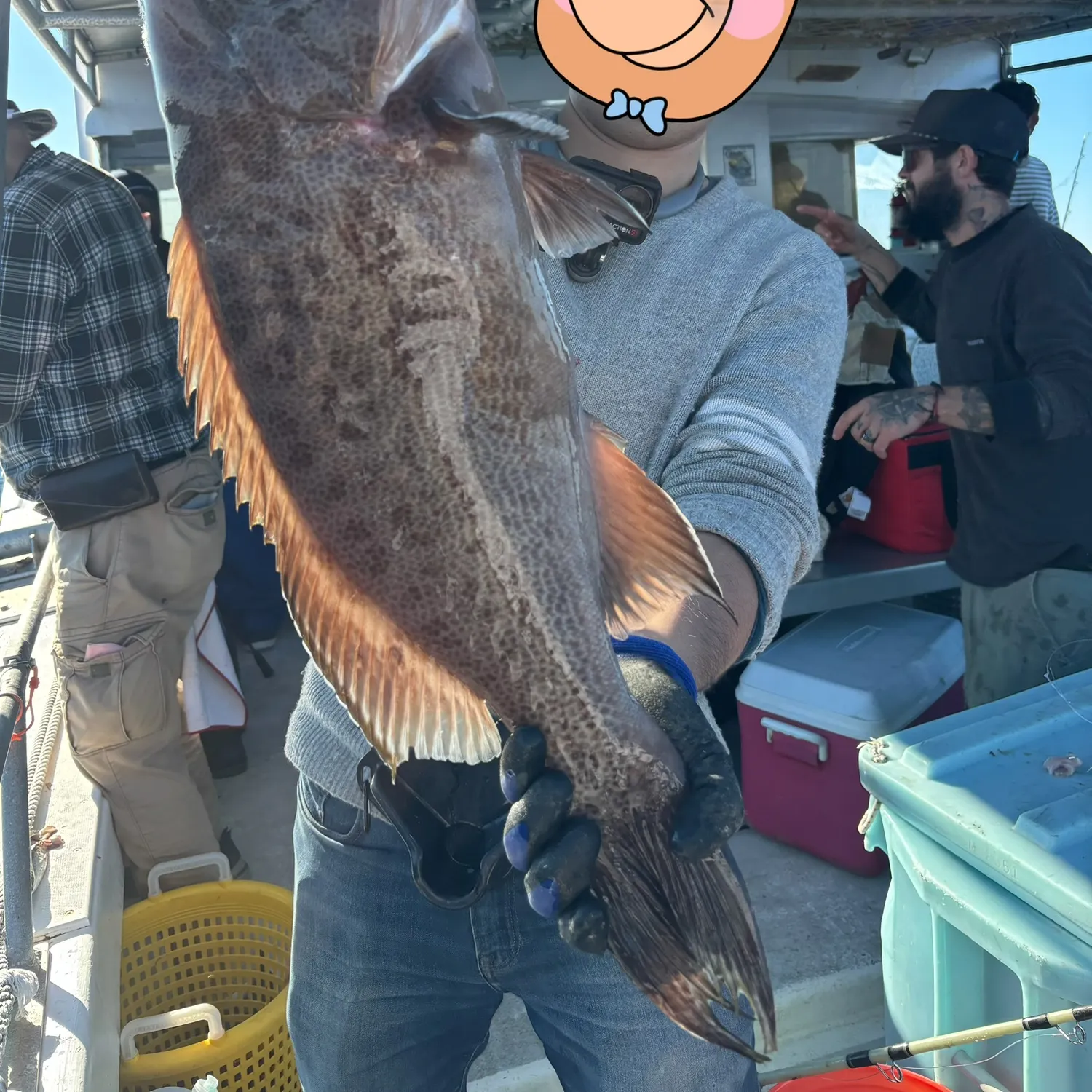 The most recent Scamp grouper catches on Fishbrain