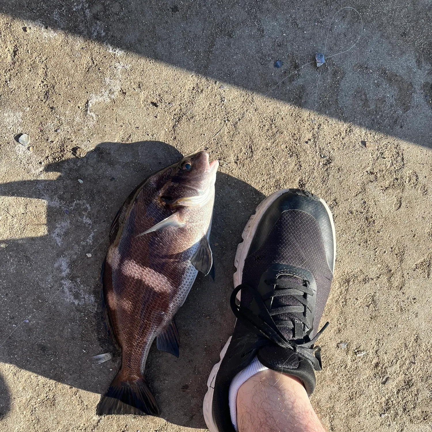 The most recent Black croaker catches on Fishbrain