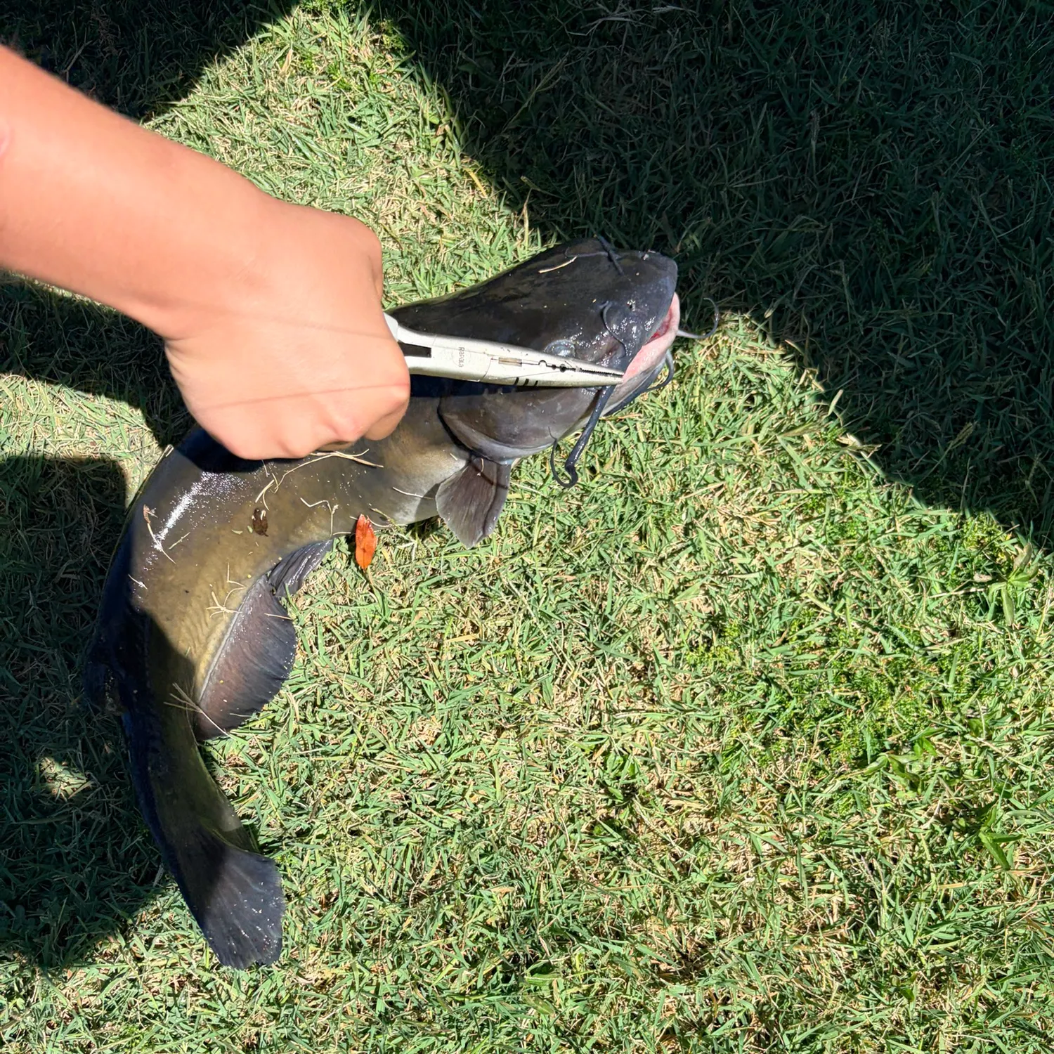 Channel catfish caught on Fishbrain