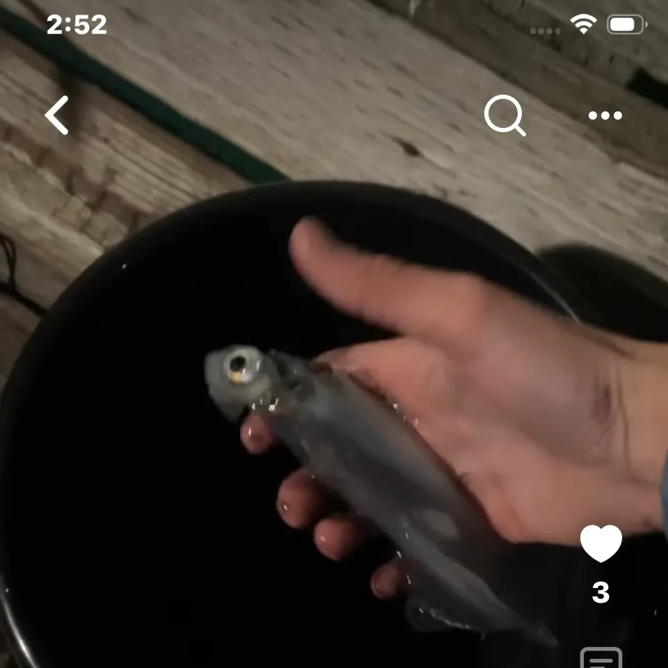 The most recent Market squid catches on Fishbrain