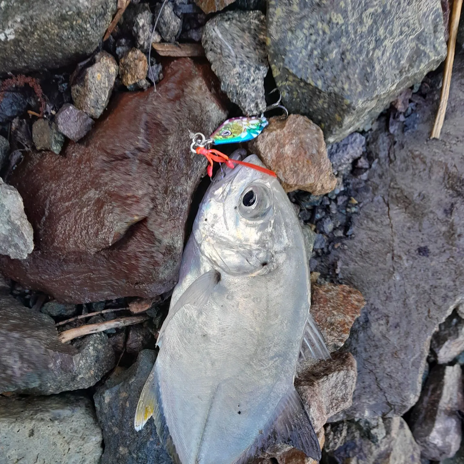 Giant trevally caught on Fishbrain