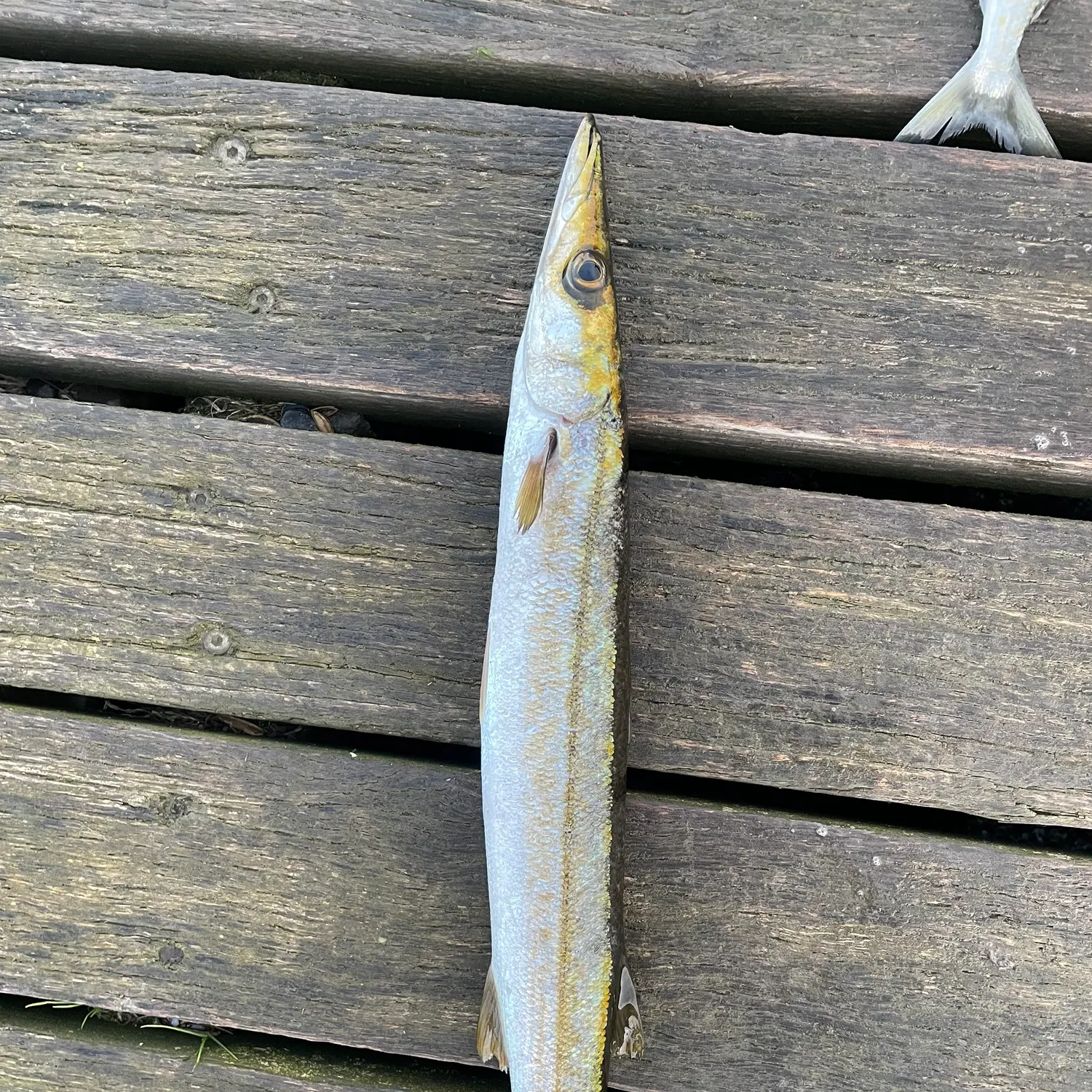 Australian barracuda caught on Fishbrain