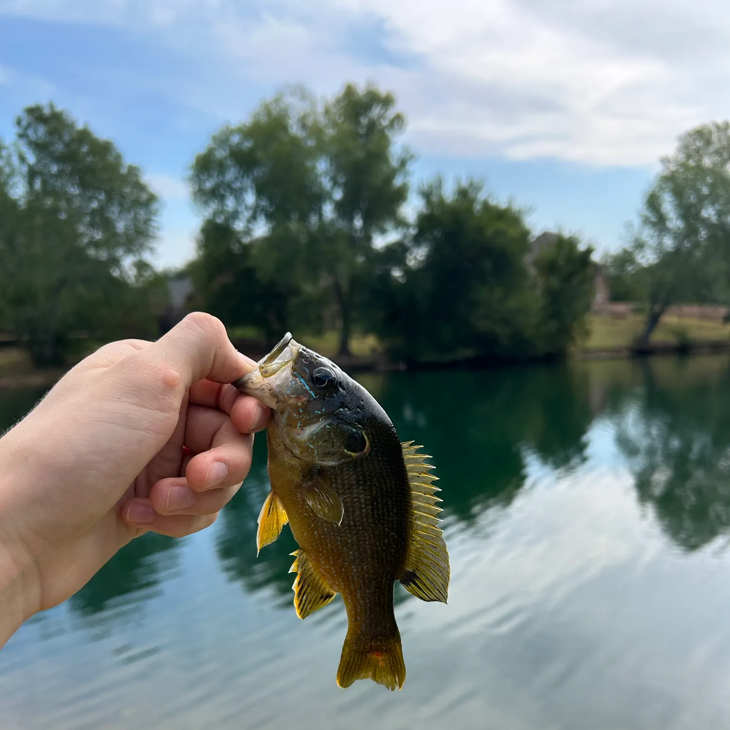 Green sunfish caught on Fishbrain