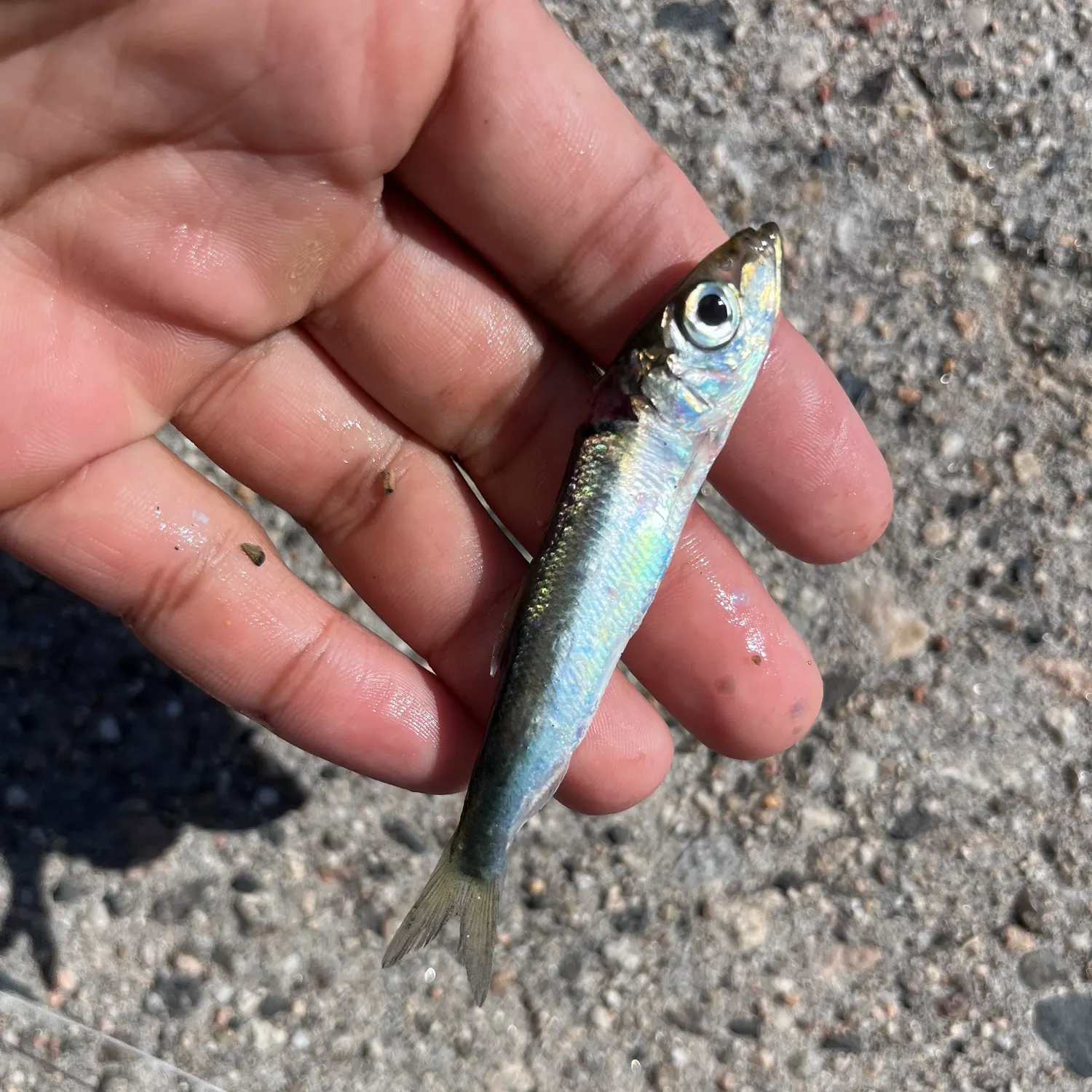 Tropical silverside caught on Fishbrain