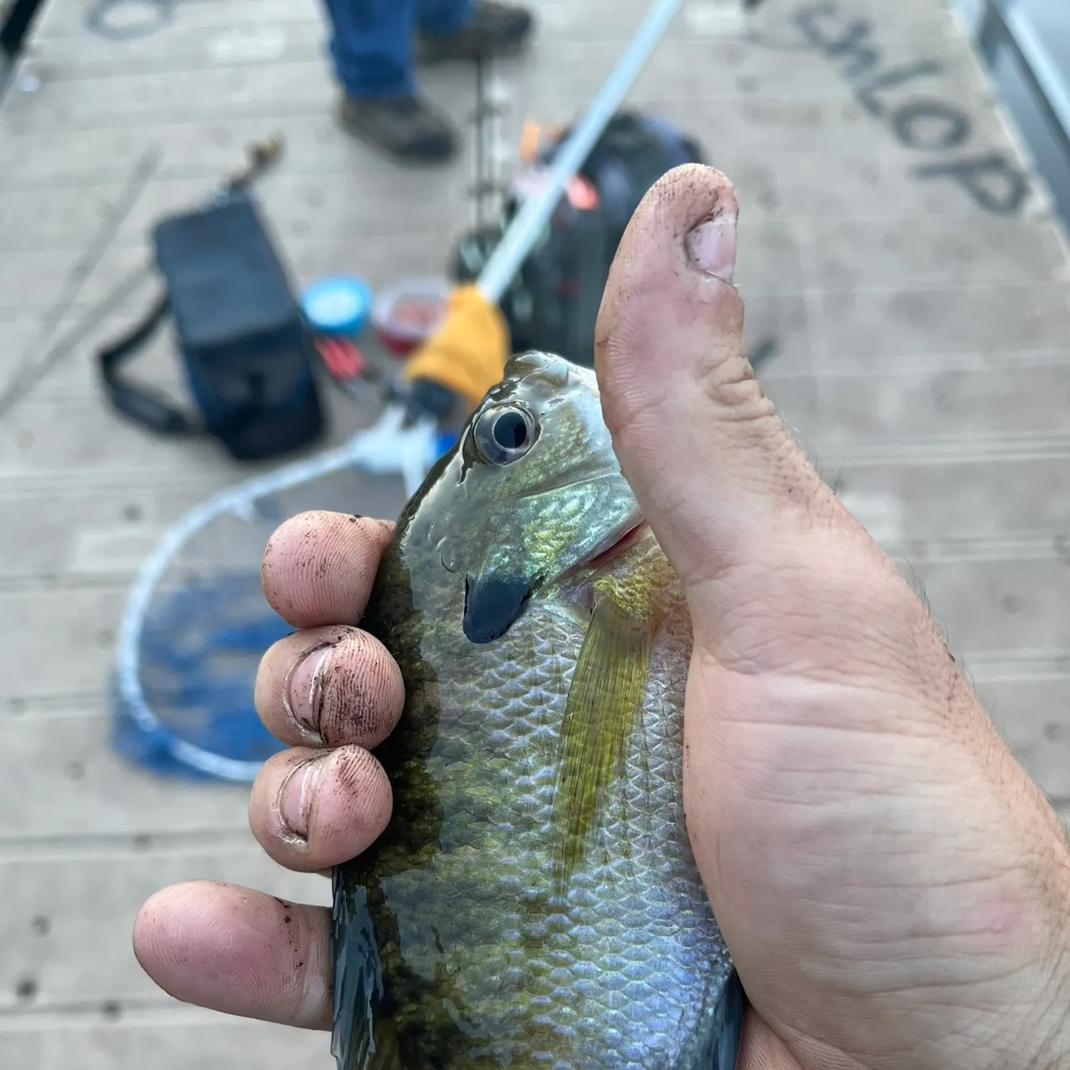 catch