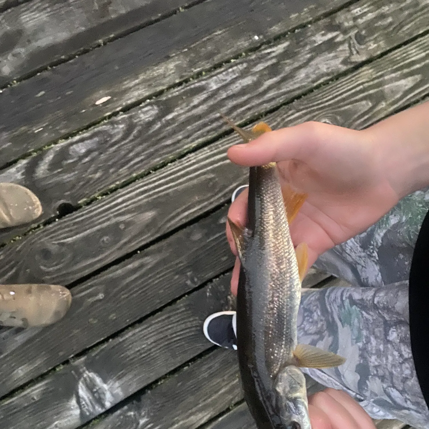 Northern pikeminnow caught on Fishbrain