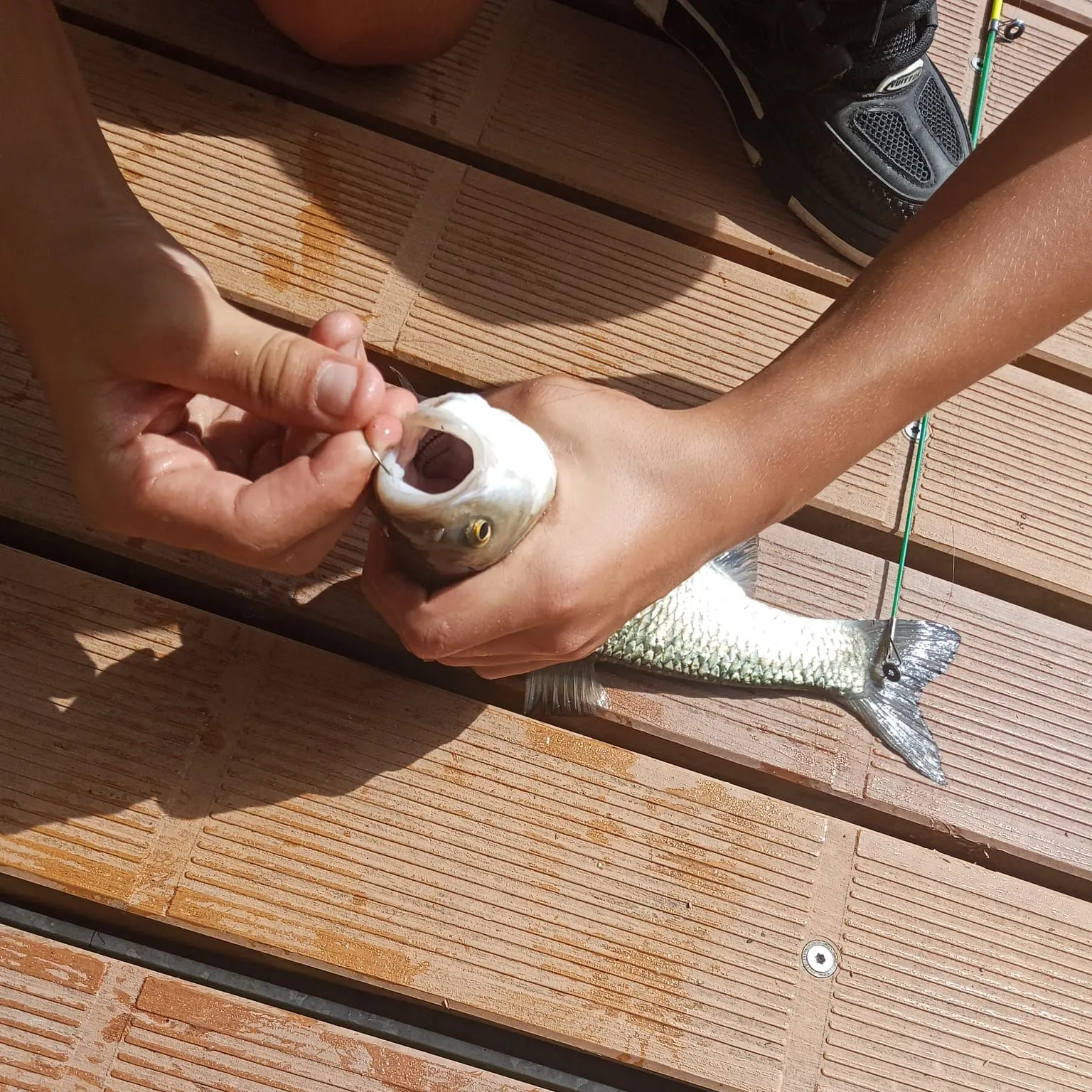 Fish caught on Fishbrain