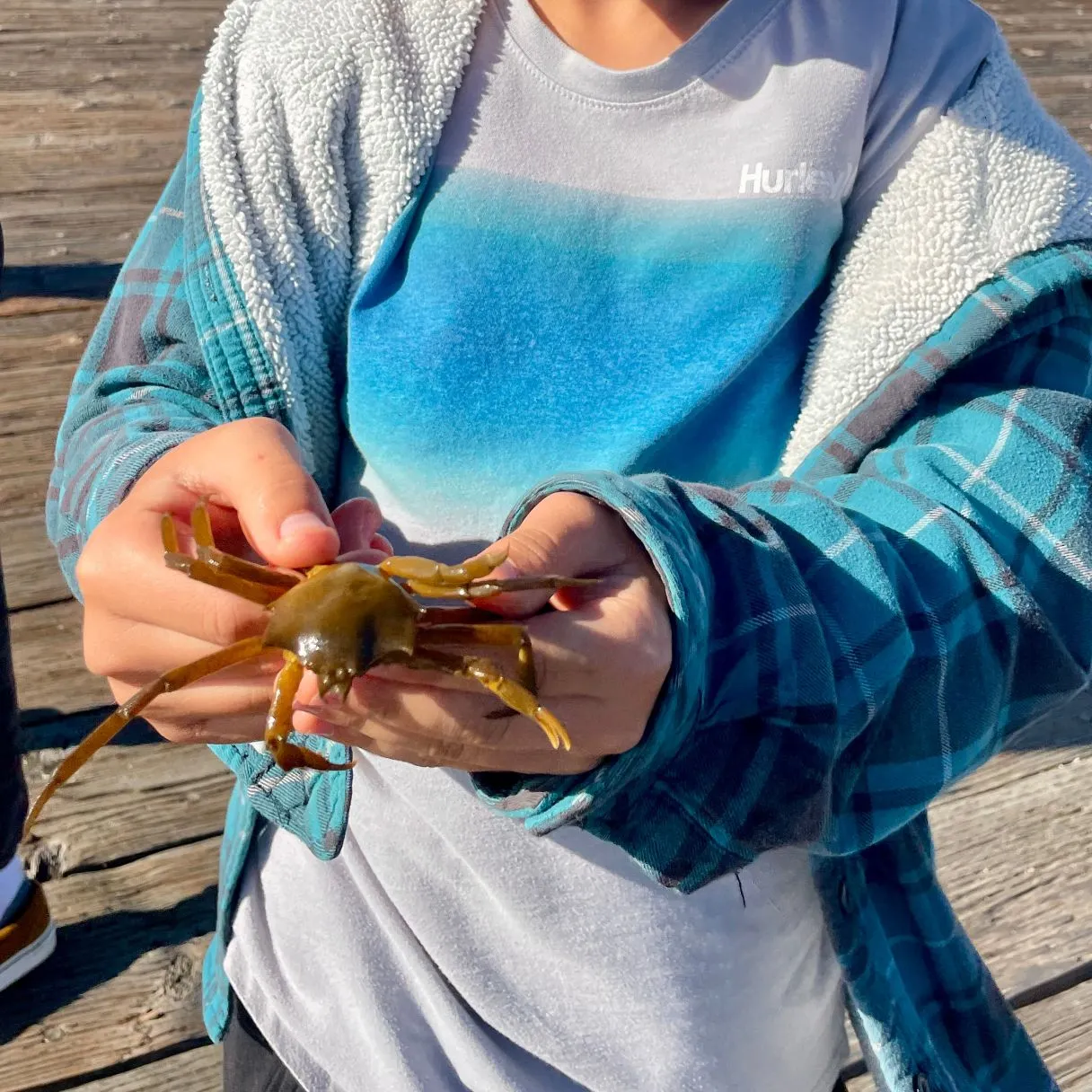 The most recent Northern kelp crab catches on Fishbrain