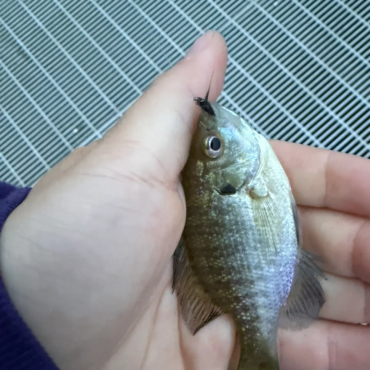 Bluegill caught on Fishbrain
