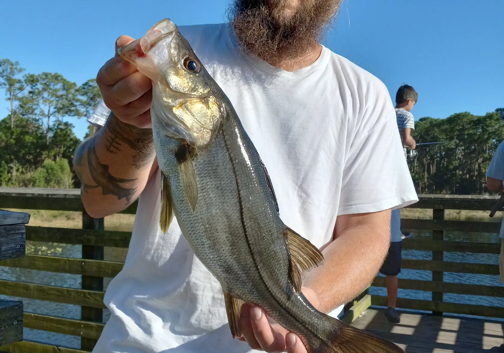 Fat snook