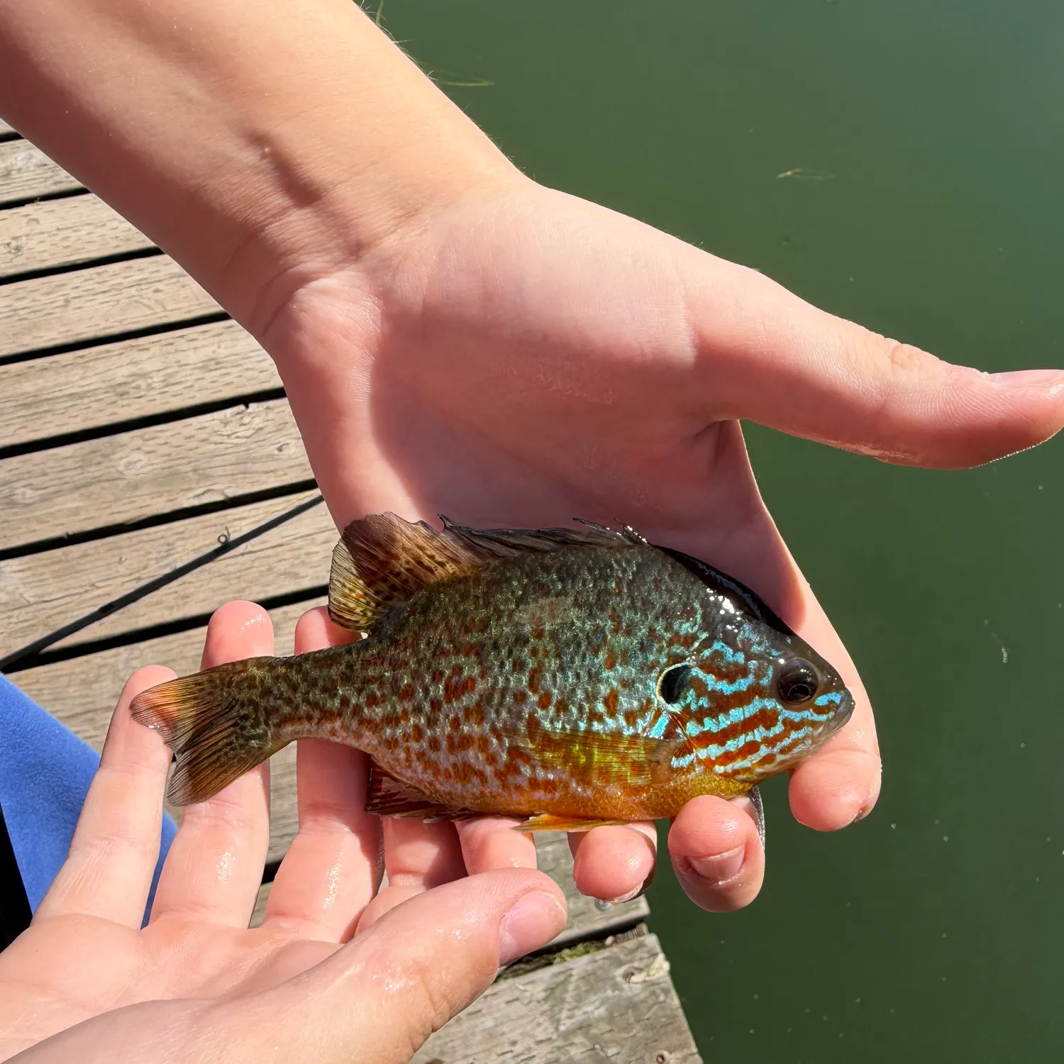 Pumpkinseed caught on Fishbrain